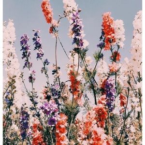 Meet your Posher, Mace